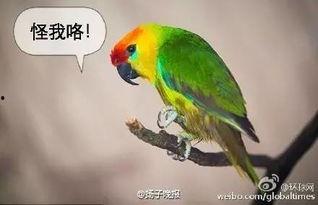 鹦鹉爆料主人出轨了吗视频,主人出轨事件大揭秘